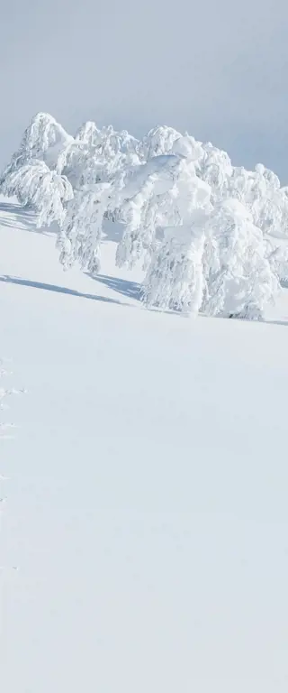 Japan im Tiefschnee